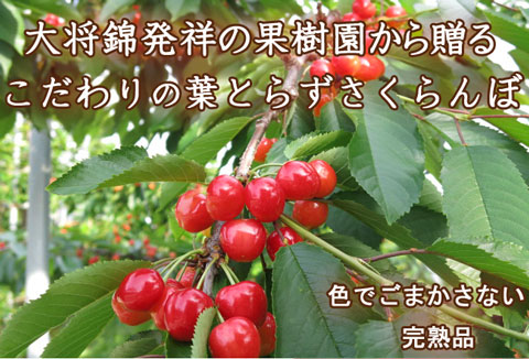 大将錦発祥480